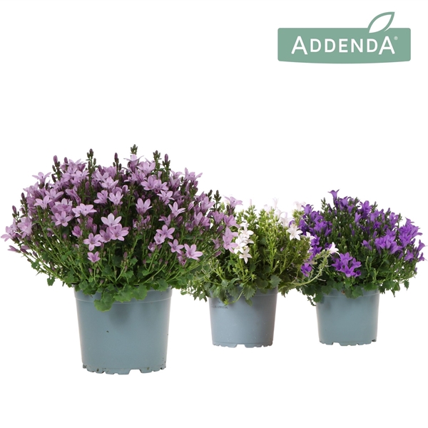 <h4>Campanula Addenda Ambella mix</h4>