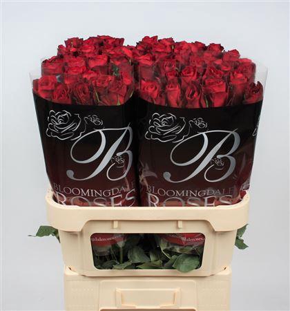 <h4>R Gr Ever Red</h4>