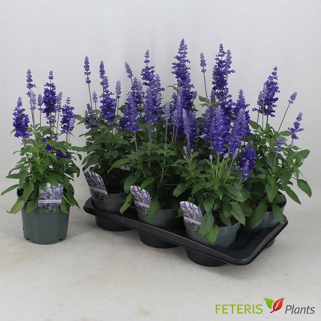 <h4>SALVIA DARK OCEAN</h4>