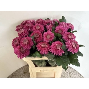 CHR E MARIELL PURPLE