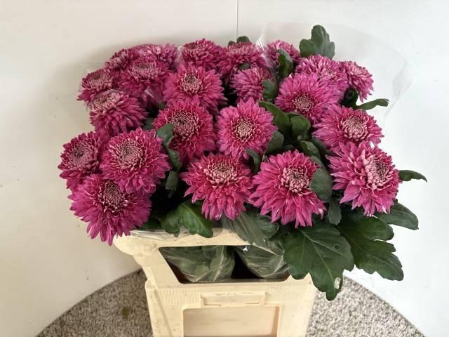 <h4>CHR E MARIELL PURPLE</h4>