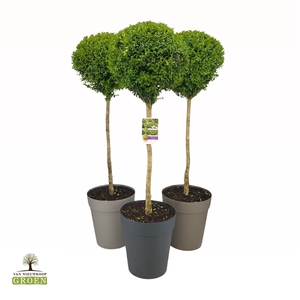 Buxus sempervirens Bol op stam L