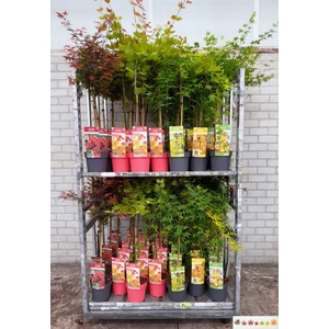 ACER PALMATUM