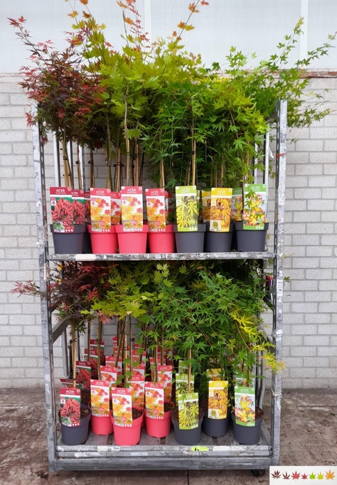 <h4>ACER PALMATUM</h4>