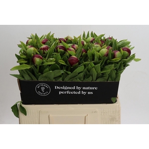 PAEONIA RED CHARM