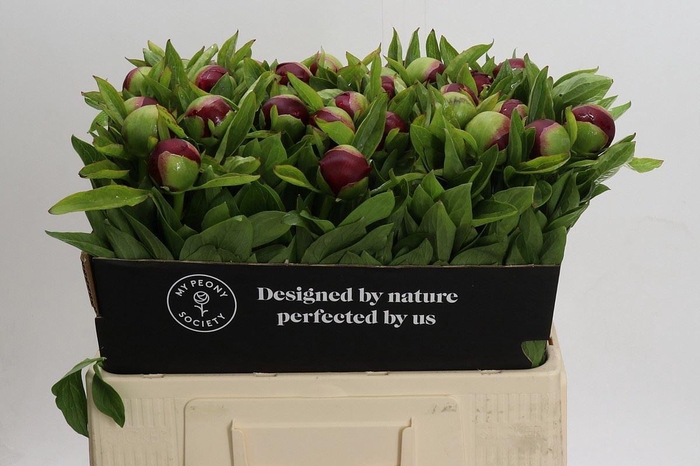 <h4>PAEONIA RED CHARM</h4>