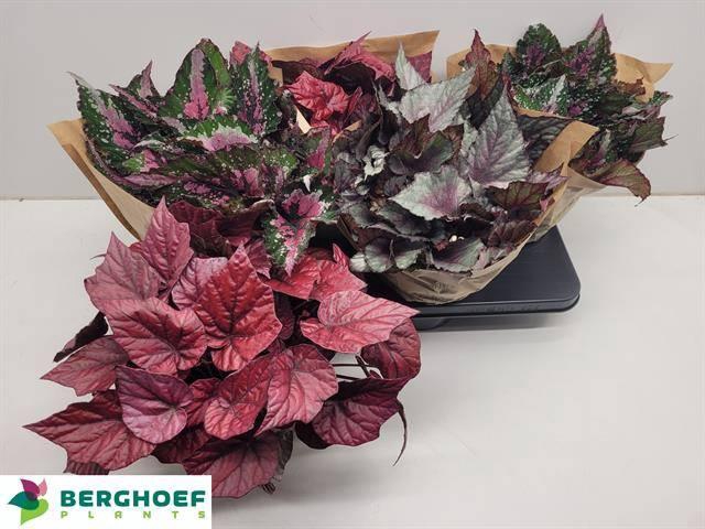 <h4>BEG BEL GEM</h4>