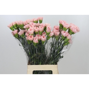 Dianthus St Sarah Pink