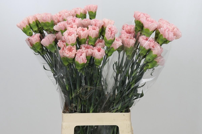 <h4>Dianthus St Sarah Pink</h4>