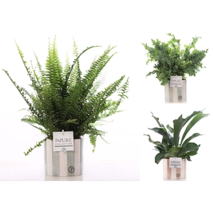 Varens gemengd in P&PURE Eline 2 ceramics ass.2