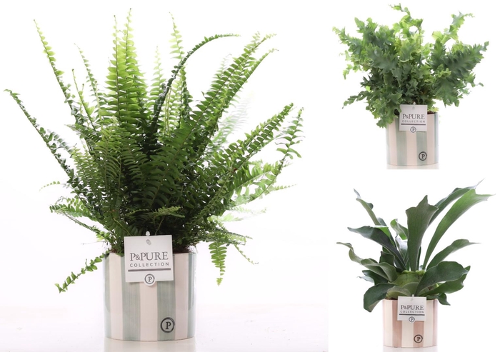 <h4>Varens gemengd in P&PURE Eline 2 ceramics ass.2</h4>