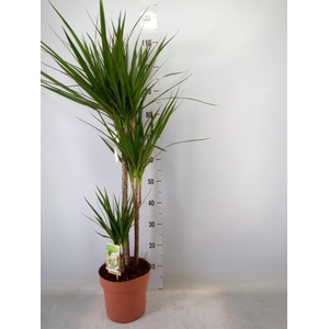 Dracaena marg.