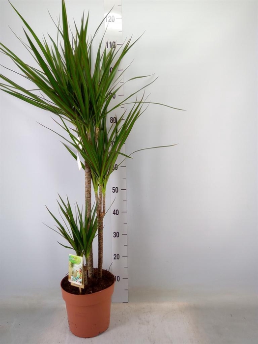 <h4>Dracaena marg.</h4>