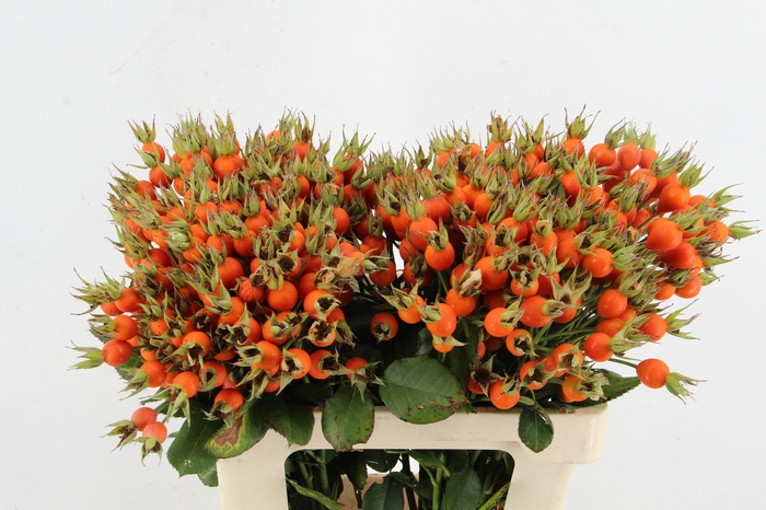 <h4>ROSA PUMPKIN</h4>