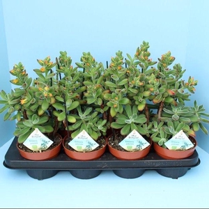 Bio Echveria pulvinata 510-PV13