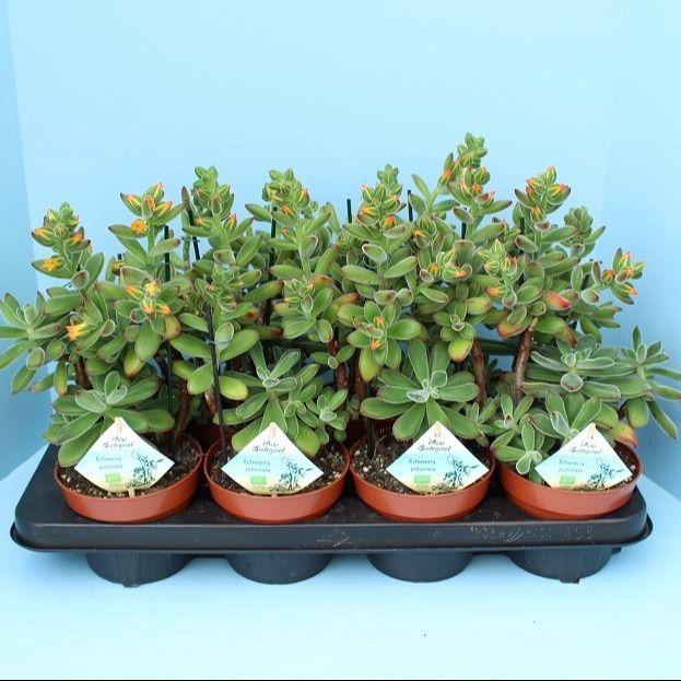 Bio Echveria pulvinata 510-PV13
