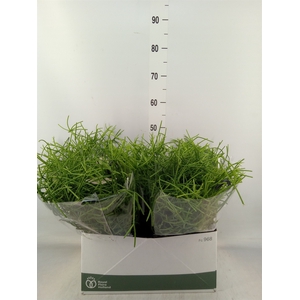 Rhipsalis   ...