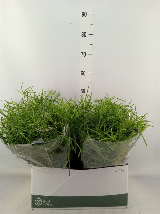 <h4>Rhipsalis   ...</h4>