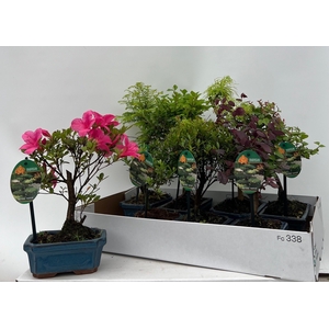 BONSAI GEM