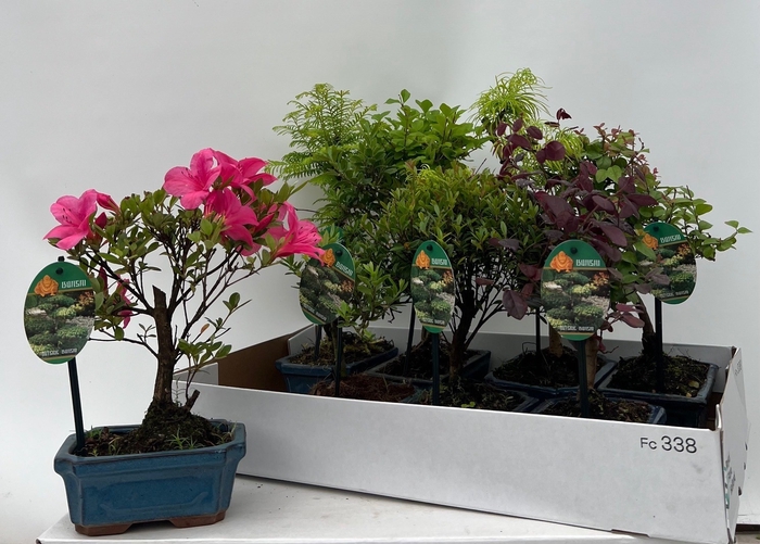 <h4>BONSAI GEM</h4>