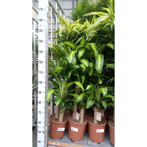 Dracaena frag. 'Massangeana'
