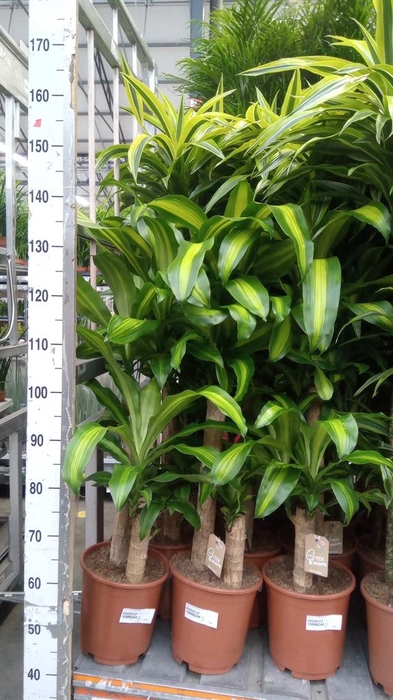<h4>Dracaena frag. 'Massangeana'</h4>