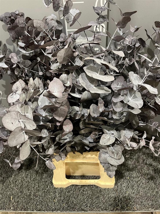 <h4>Dr Stab Cinerea Grey</h4>