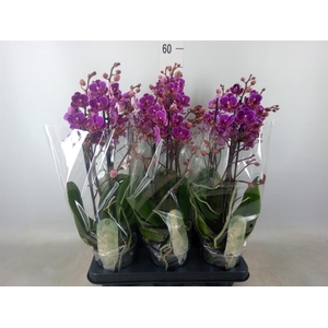 Phalaenopsis multi. 'Ant Merida'