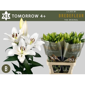 Li Or Tomorrow 4+ Bredefleur