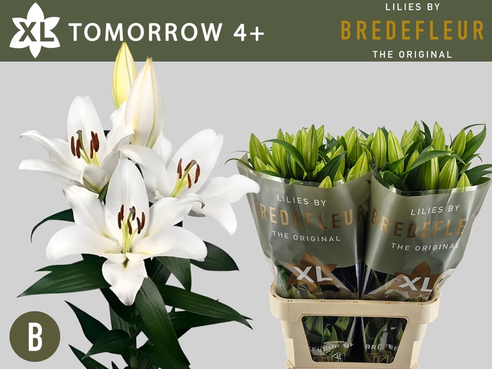 <h4>Li Or Tomorrow 4+ Bredefleur</h4>