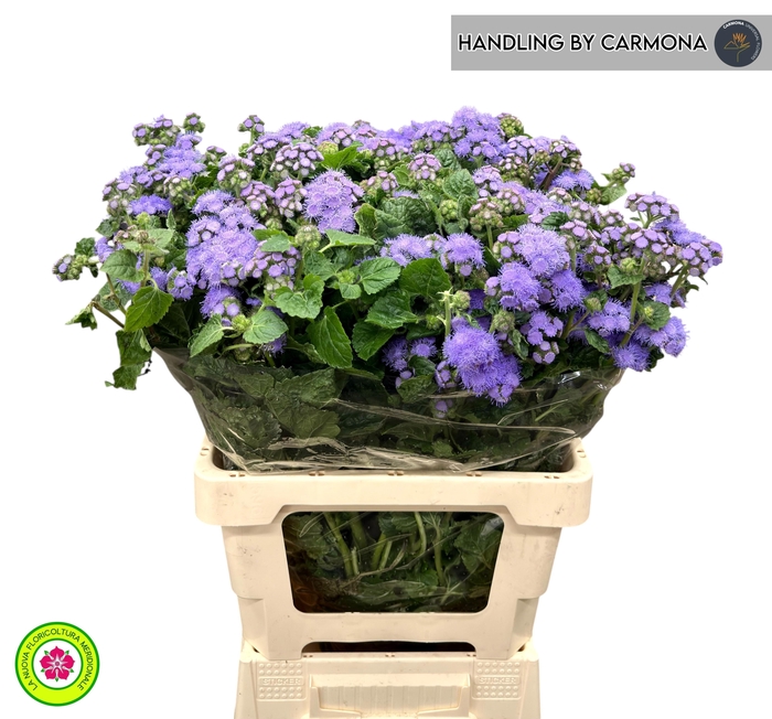 <h4>AGER H BLUE PLANET</h4>