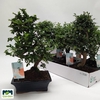 Bonsai Gem