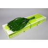 Aspidistra Green Ocean