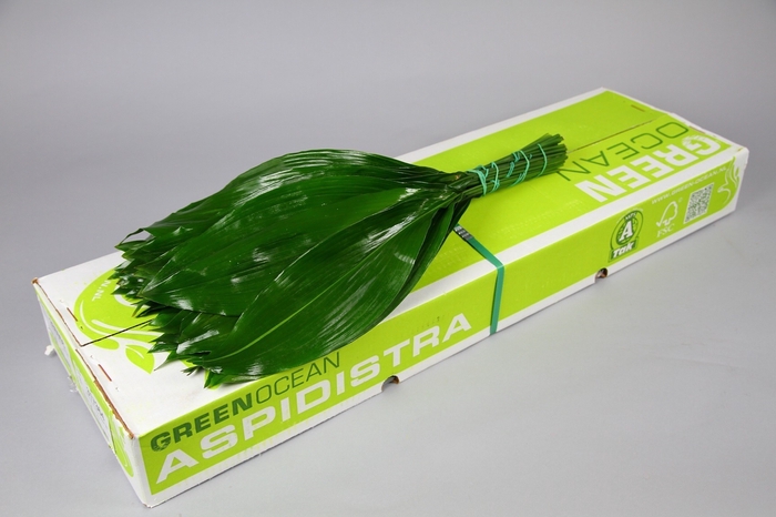 Aspidistra Green Ocean