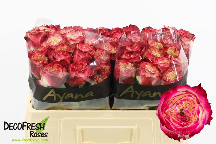 <h4>R Gr Apple Jack Ayana</h4>