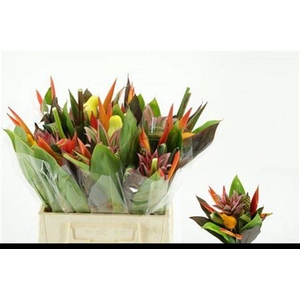 HELICONIA BOEKET