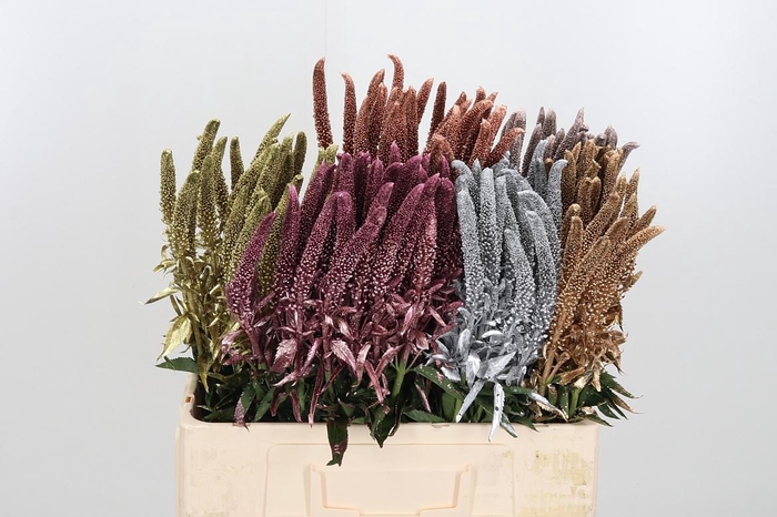 <h4>Veronica Caya Wit</h4>