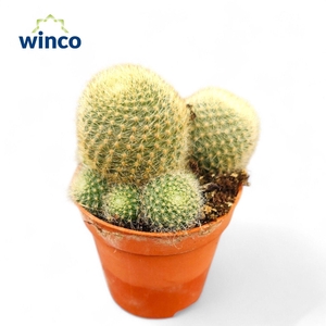 Rebutia LIma Naranja