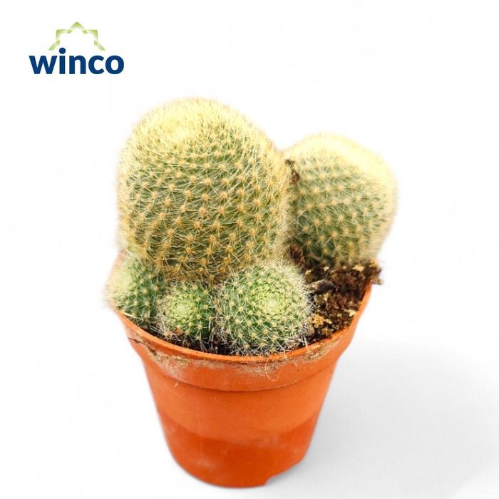 <h4>Rebutia LIma Naranja</h4>