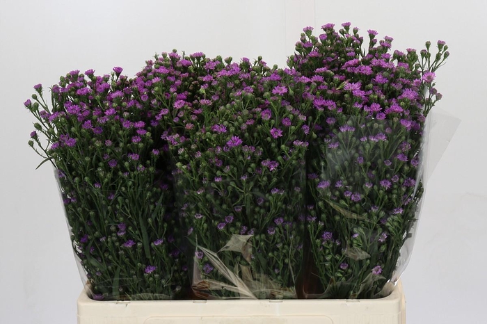 <h4>Aster Baby Pink</h4>