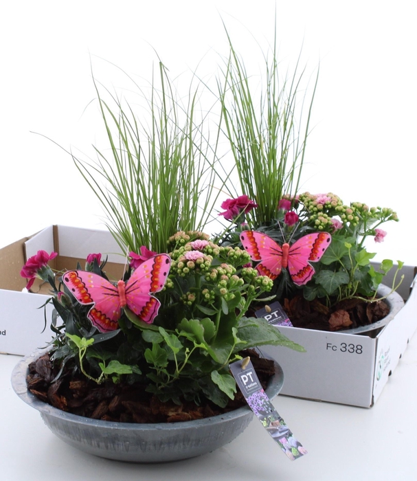 <h4>ARR TUINPLANTEN</h4>