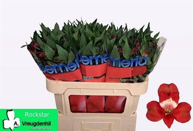 <h4>ALSTR ROCKSTAR</h4>