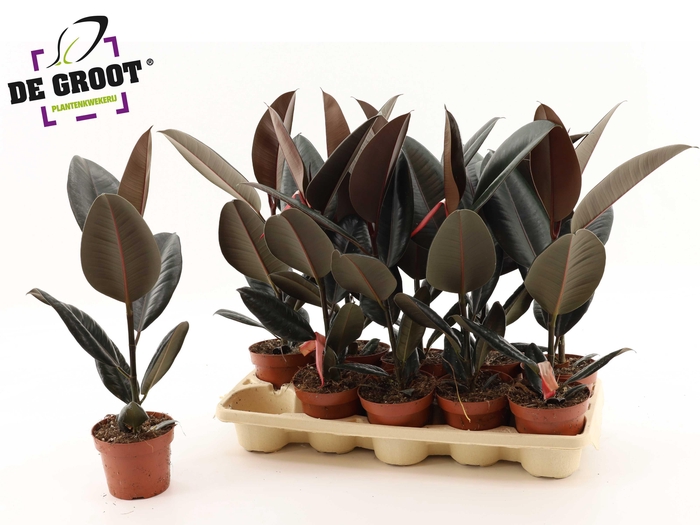 <h4>FIC EL ABIDJAN</h4>