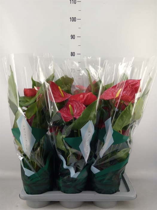 <h4>Anthurium andr. 'Nevada'</h4>