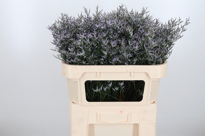 <h4>Limon Safora Lilac</h4>