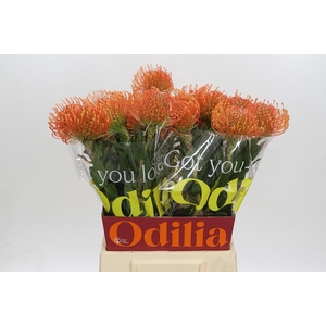 Nutans Ayoba Mandarin Zest