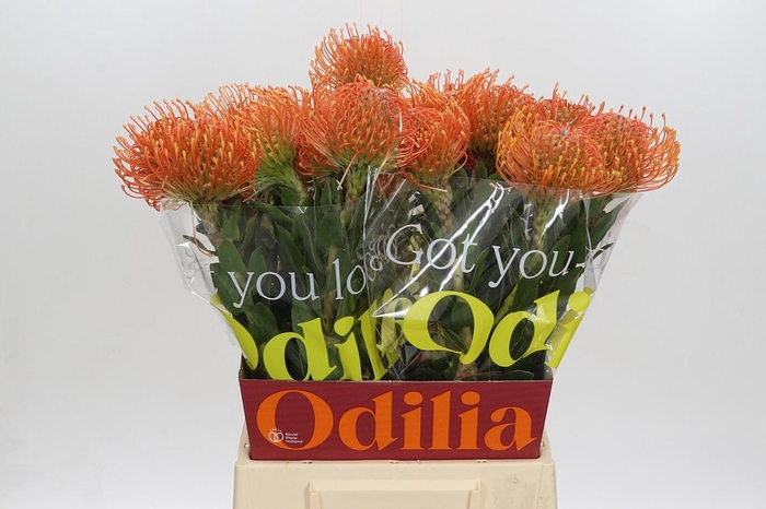 <h4>Nutans Ayoba Mandarin Zest</h4>