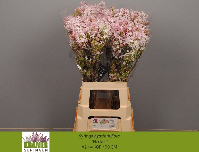 <h4>SYR HY NECKER</h4>