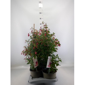 Fuchsia  'Rosalien'