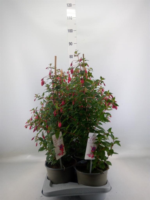 <h4>Fuchsia  'Rosalien'</h4>
